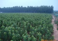 櫻桃樹苗紅燈、美早、早黃金[供應]_綠化苗木_世界工廠網中國產品信息庫