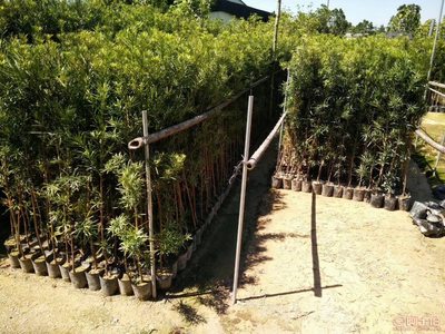【羅漢松培養(yǎng)基地、羅漢松小苗直銷、質優(yōu)價廉】綠化苗木,價格,廠家,供應商,花木,龍海市東泗興輝園藝場 - 產(chǎn)品庫
